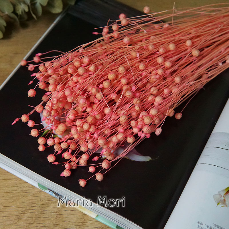 35g/Preserved Ormosia Hosiei N – Dried Flower Bulk recenzja i cena