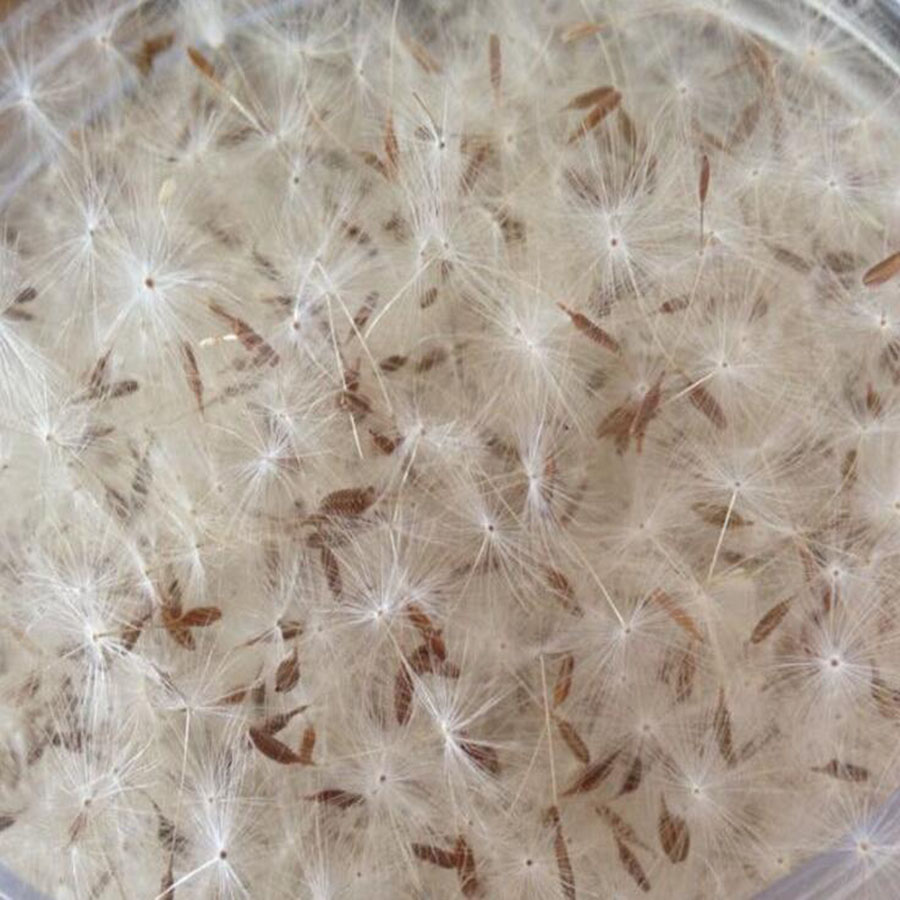 100pcs Mini White Dried Dandel – Flower Preservation Resin recenzja i cena