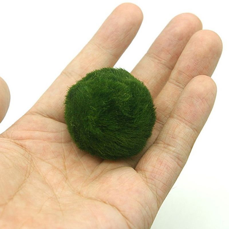 Marimo Moss Balls Live Aquariu – Terrarium Moss Art recenzja i cena